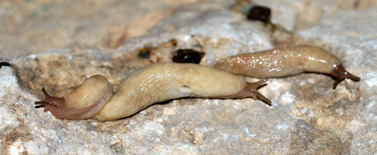 Deroceras del gr. reticulatum dalla campagna romana